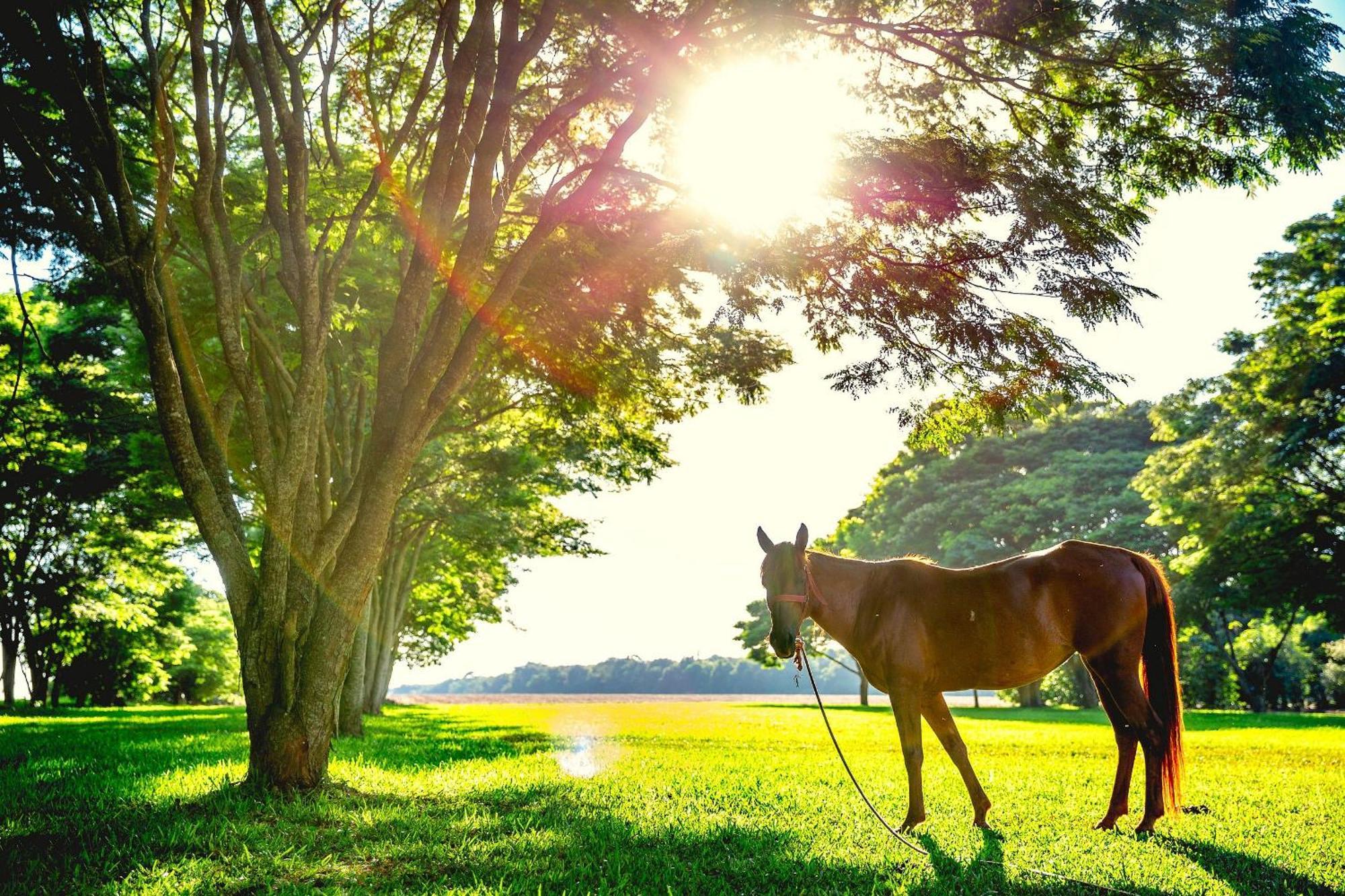 Especiais Da Fazenda Itacora Chalet Itaipulândia